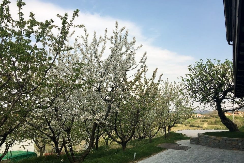 Cherry Orchard House - garden