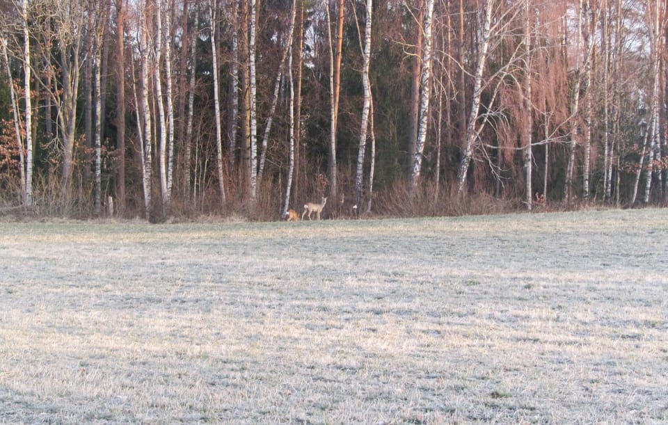 area