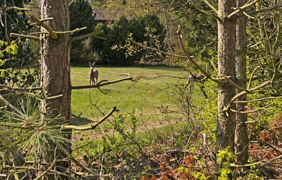 area