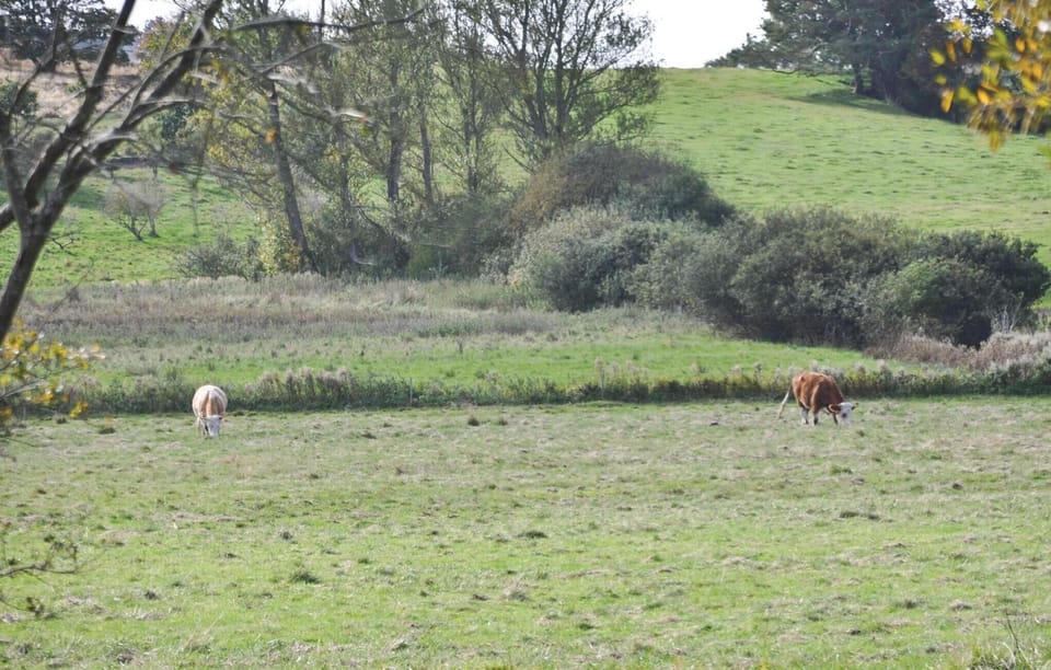 area