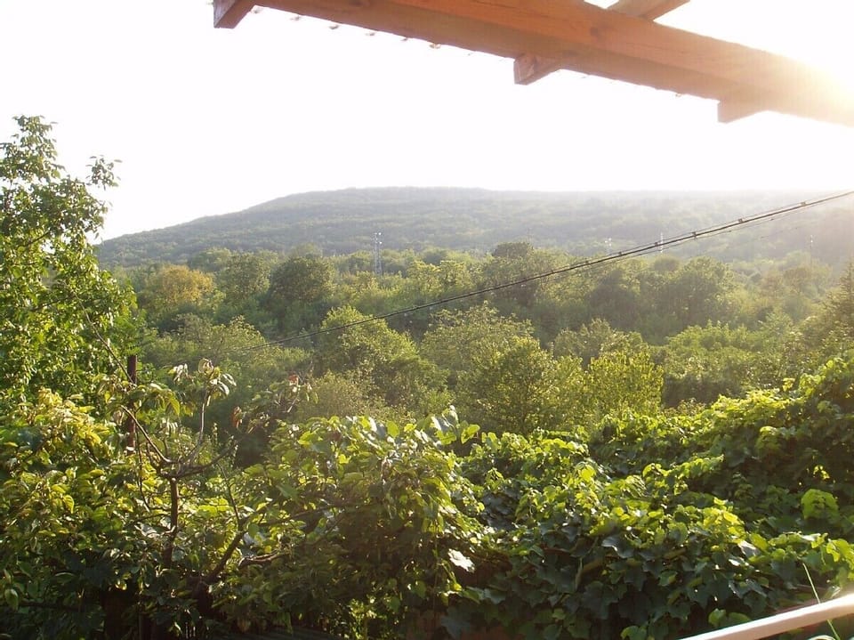 View from the 1st floor terrace: Forest