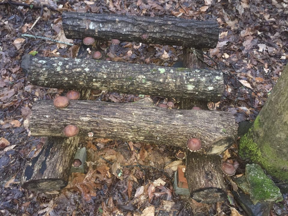 a week later and Shiitake mushrooms emerge