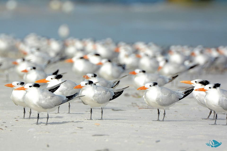 Herons, ibis, and roseate spoonbills, royal terns...rare Florida waterbirds make their home here!
