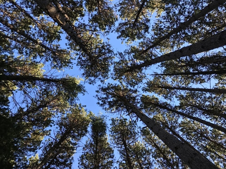 Lakefront Cabin #7 The Northern Pike House (330)