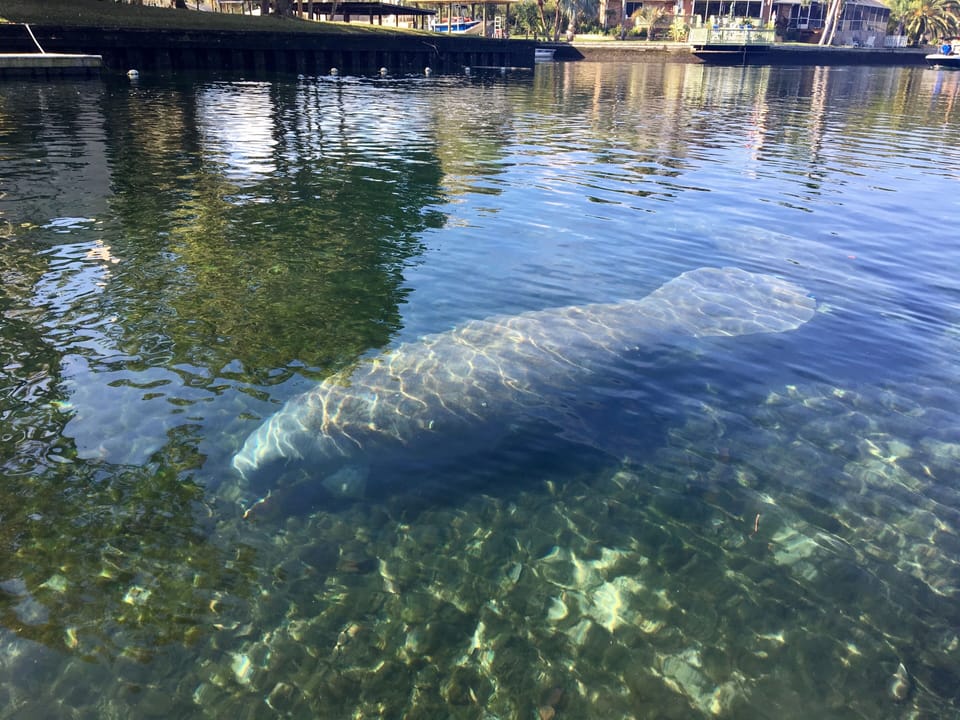 Share the river with these gentle giants.