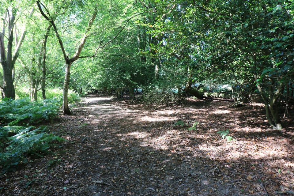Private woodland for walks from cottage door