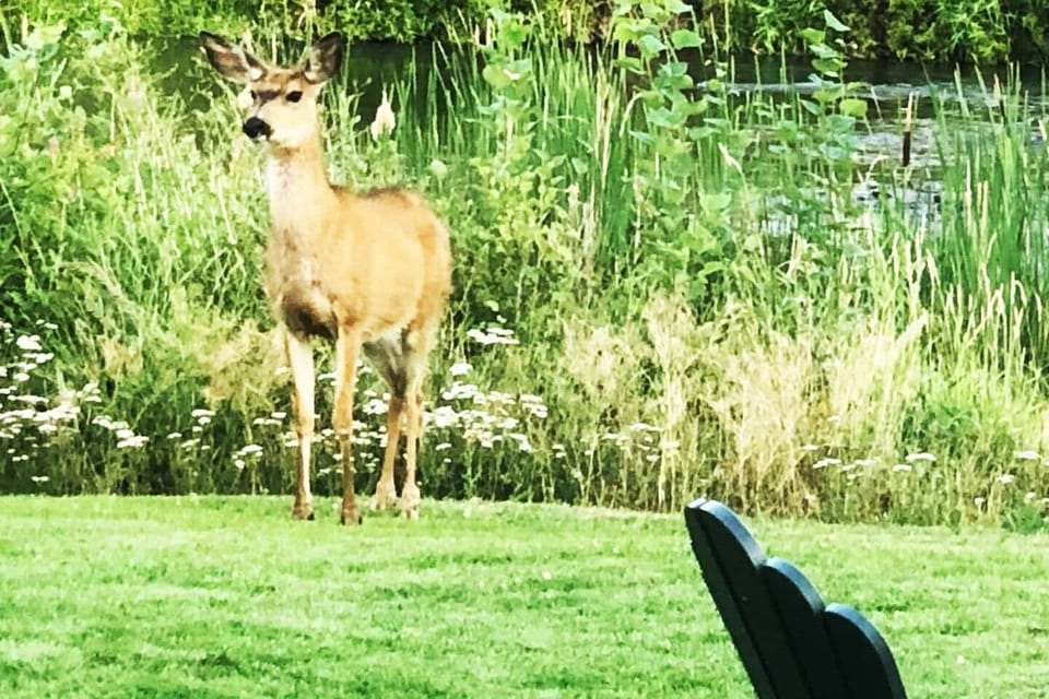 Wildlife often seen along the Deschutes River near the home