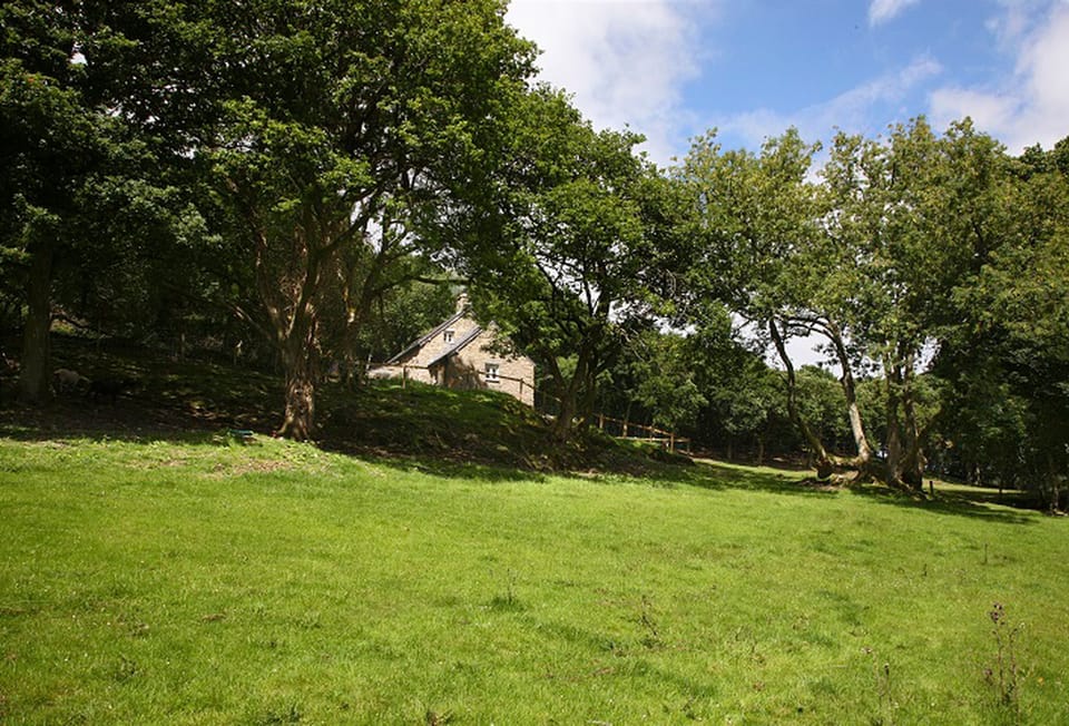 Tyddyn Derwen, nestled in woodland and overlooking a field