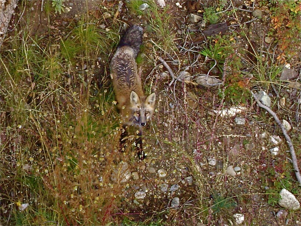 Moxy Fox, from the deck.
