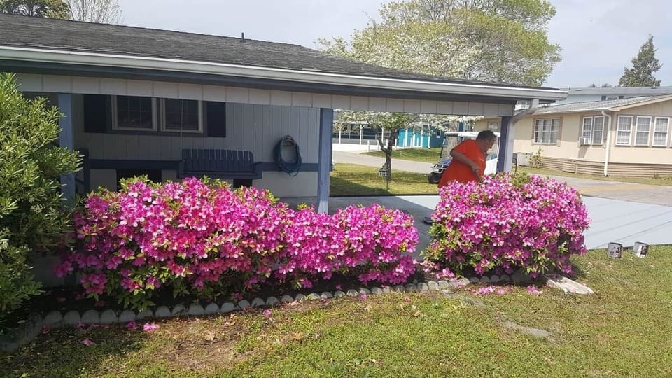 Full bloom beautiful 