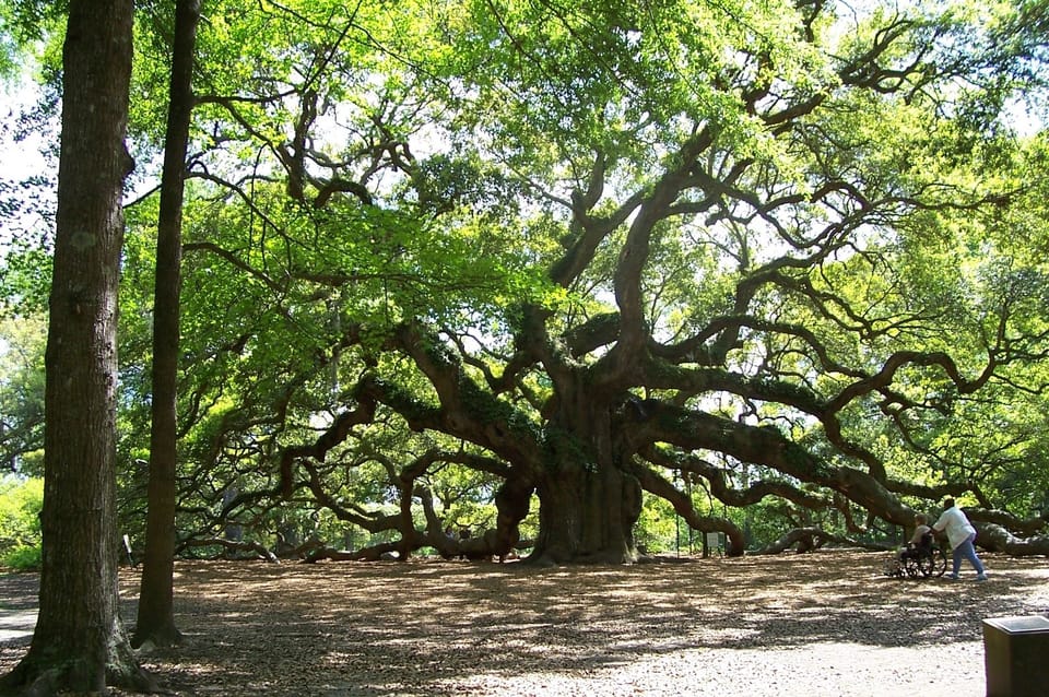 Be sure to visit Angel Oak which is on the road back to Charleston ( free)
