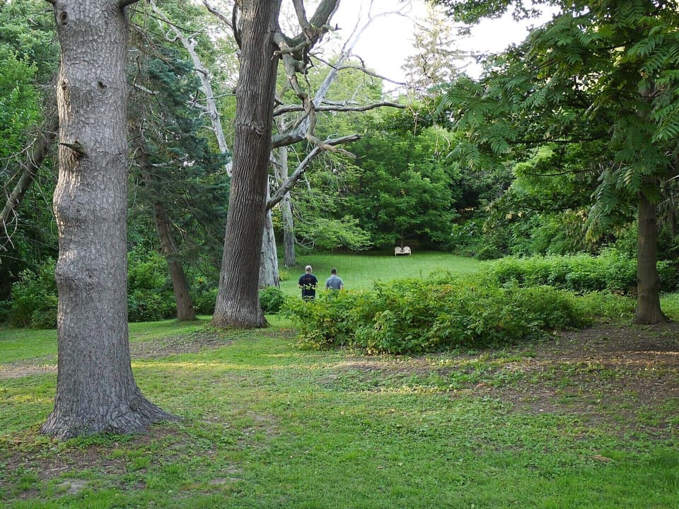 Big trees. Tiny people.