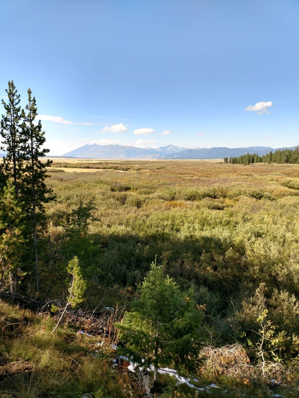The view in the summer