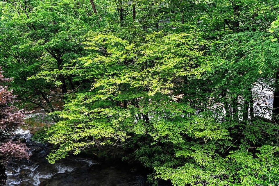 Nature at it's best - Spring in the Smokies.  Can it get any better!!