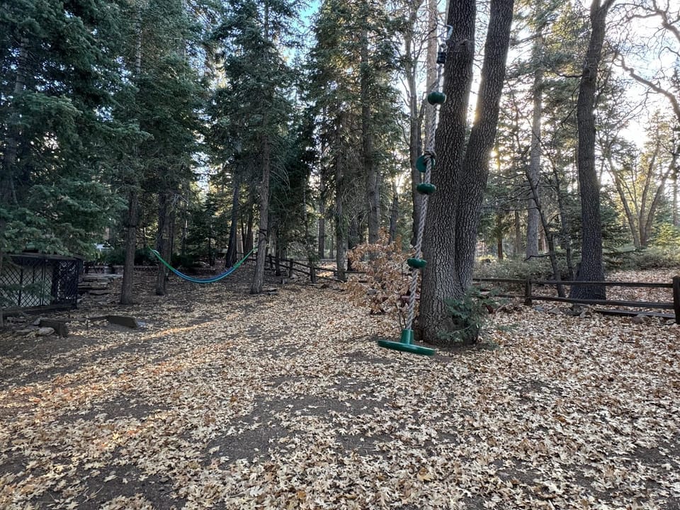Hammock and Tree Swing