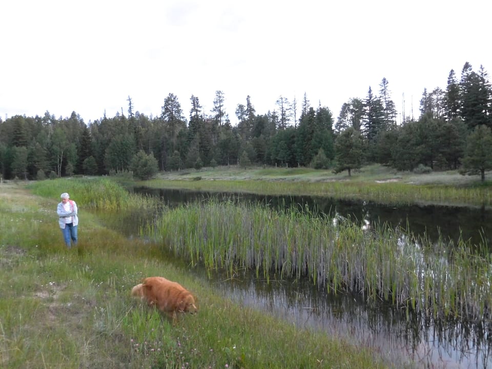The pond at the end of the meadow. Hike beyond the meadow to overlook.