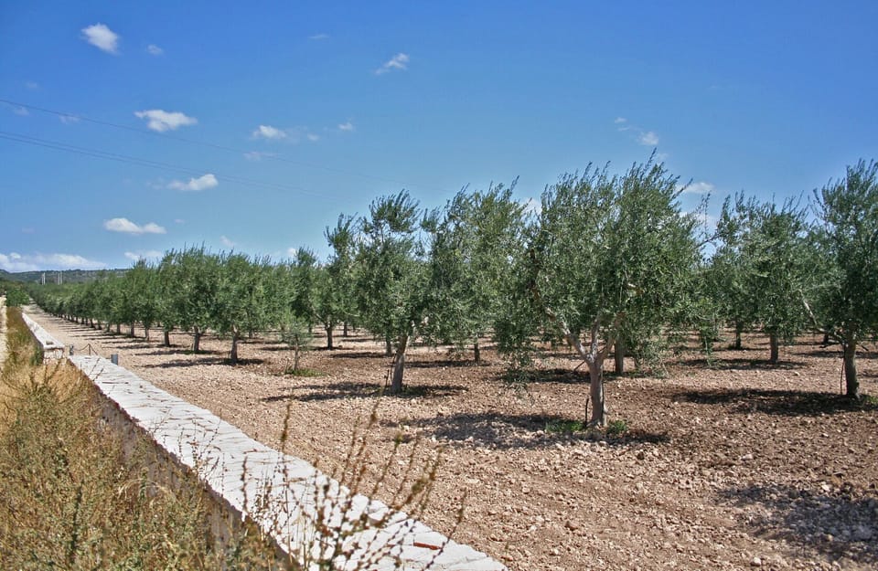 Olives, vineyards and almonds... discover Puglia's agricultural landscape 