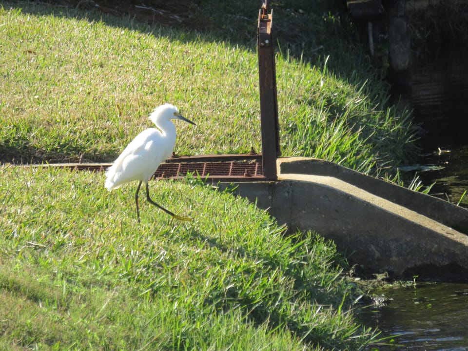 Feathered guest on gof course