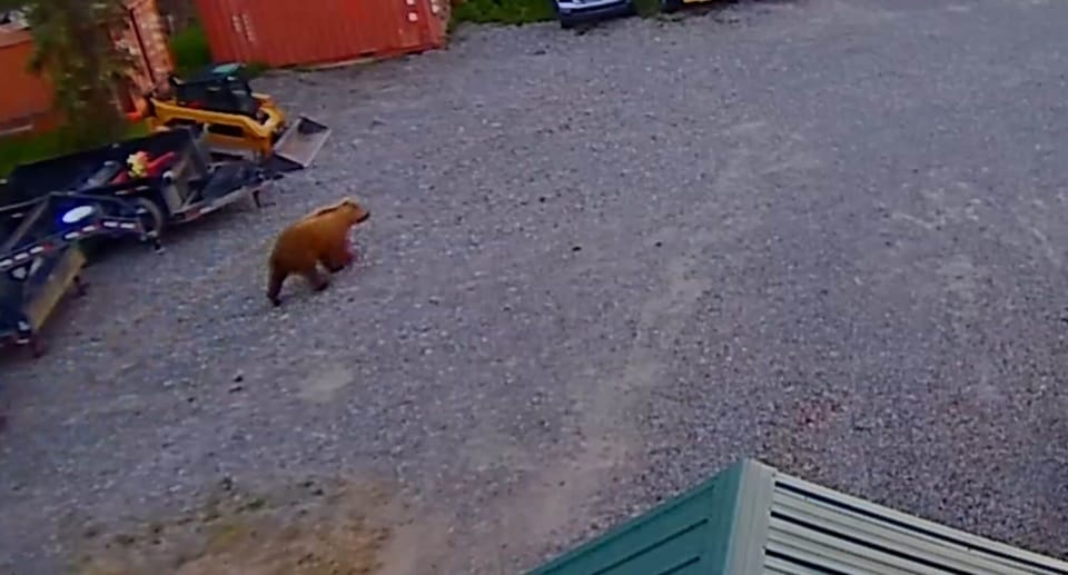 brown bear front yard chasing moose 6/17/24