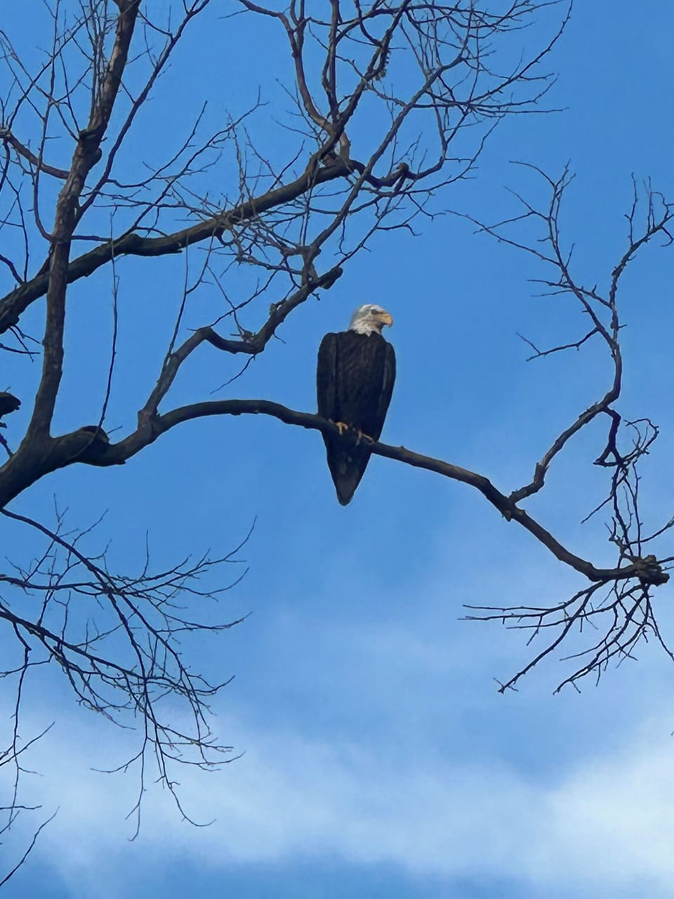 Eagles come by around 6-7pm to catch their dinner.