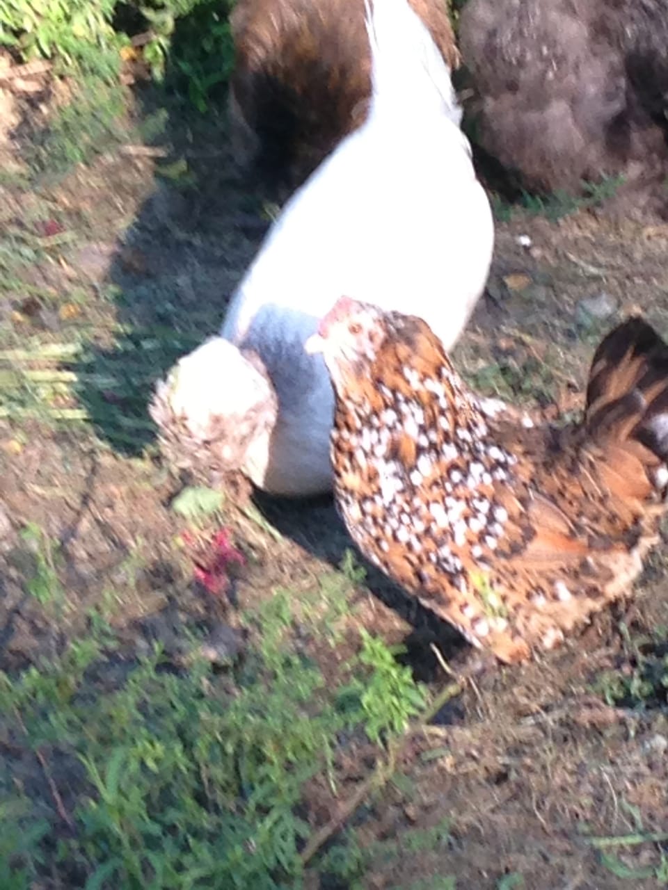 eggs from our flock are usually available