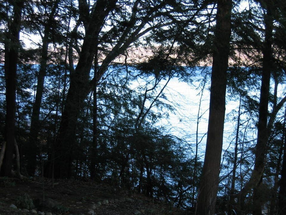 view of lake through the trees