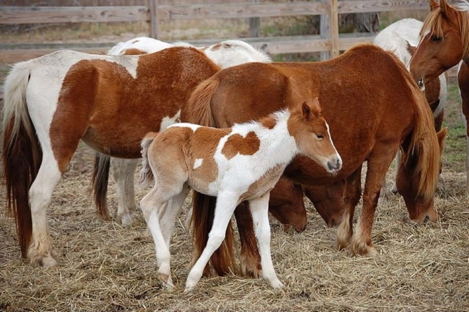 Chincoteague Ponies and a New Foal