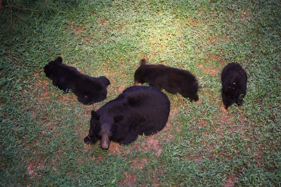 Three Little Bears and Mamma