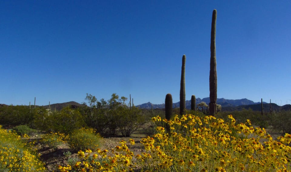 Sonoran desert in bloom on way to Rocky Point