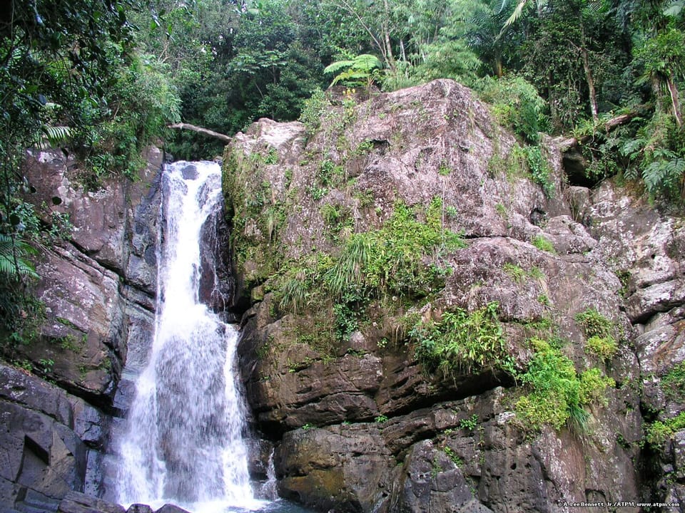 El Yunke Rainforest