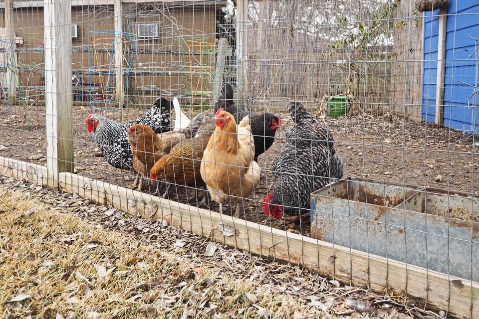 Chickens On-Site