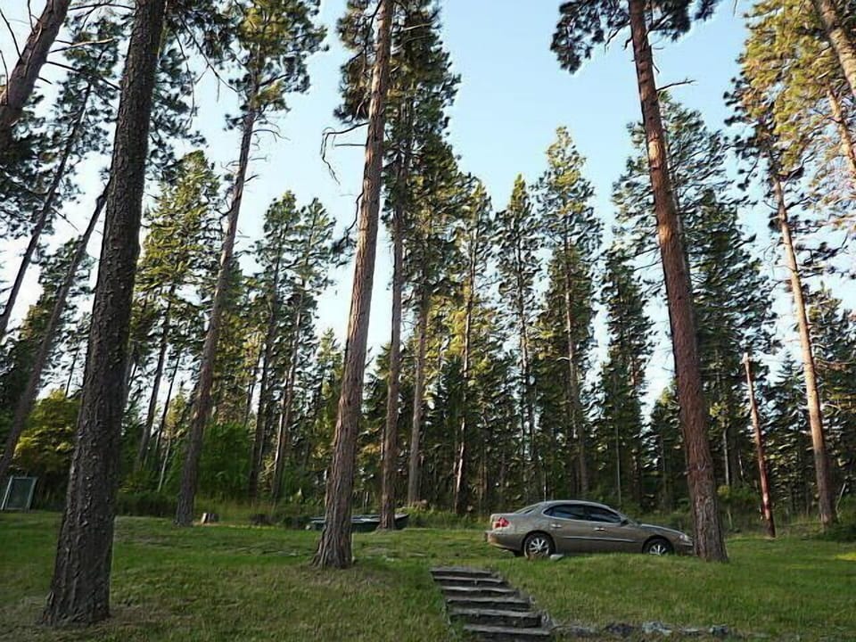 Tall pines on one side....