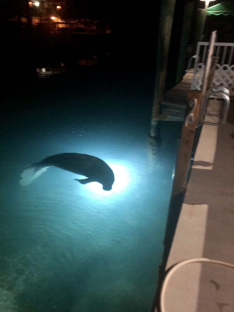 marine life at night jow beautiful