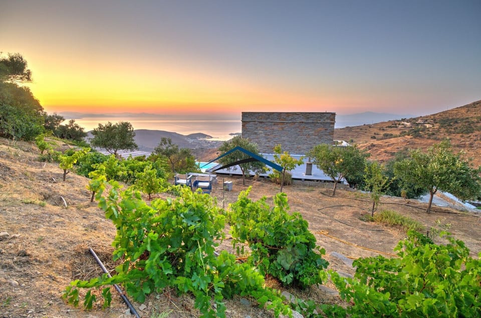 The back garden of the villa with olive trees and vines