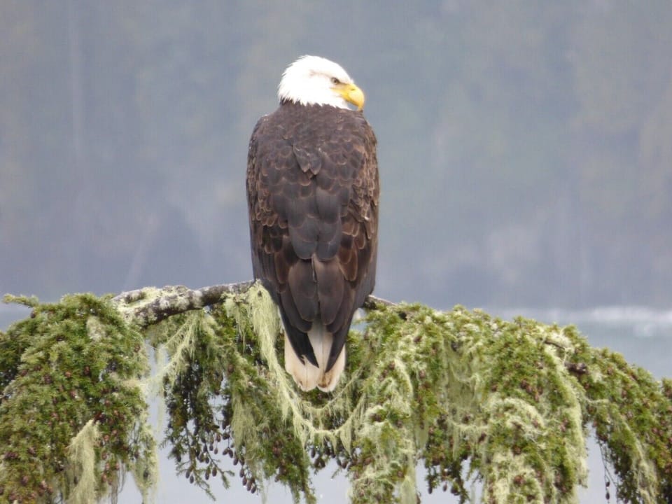 Eagle Reach brings you close to the wildlife