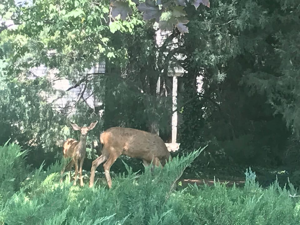 Deer 🦌 sightseeing In area often 