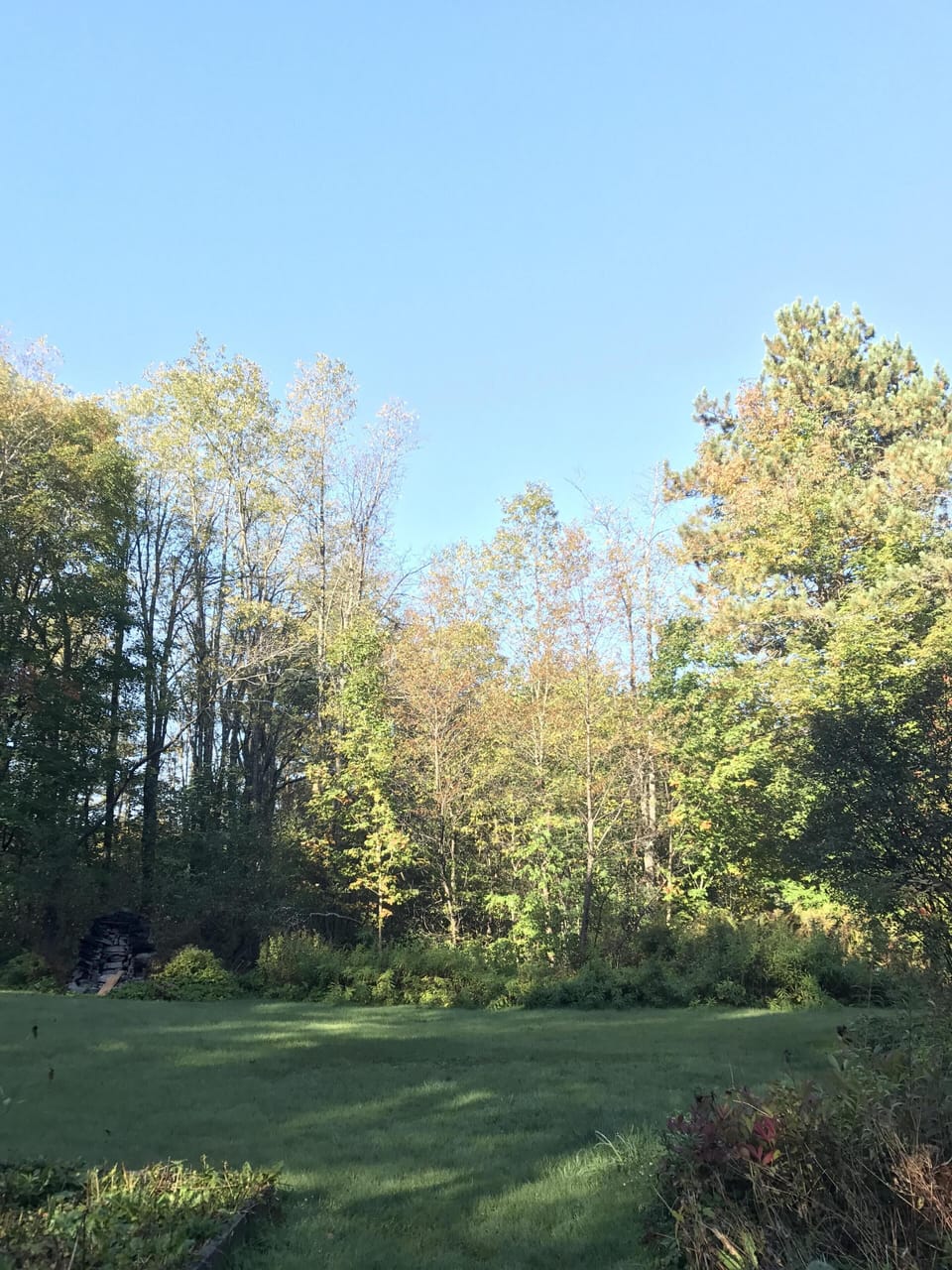 Back yard