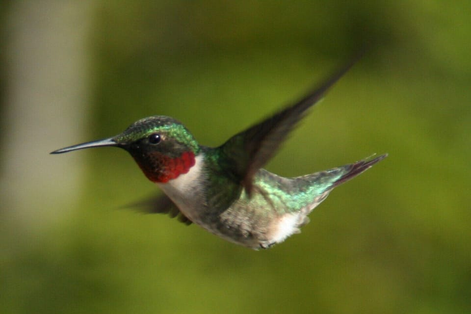 ... and hummingbirds