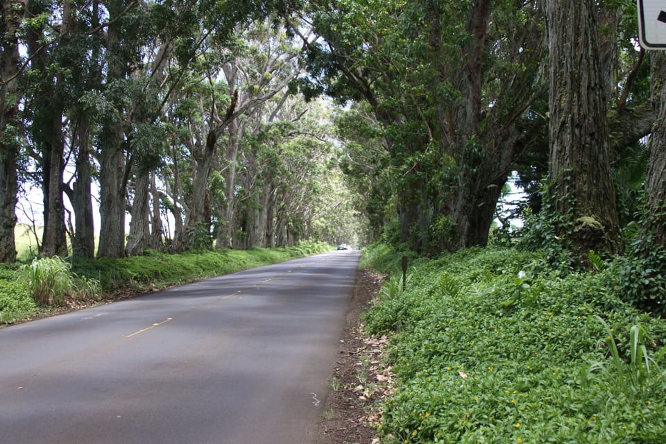 Entry to South Shore Tree tunnel of Eucalyptus trees.