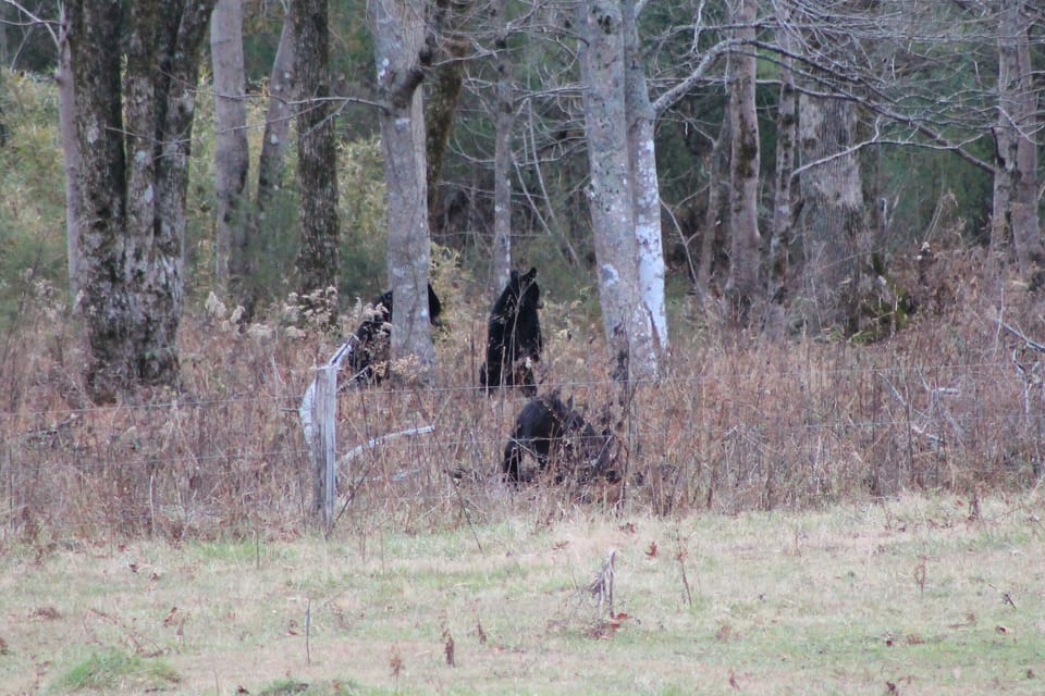 A mama bear and 3 cubs in Cades Cove.