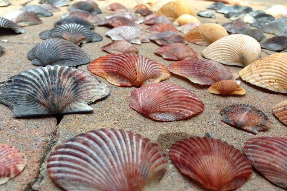 Get up early at low tide and search for shells on the beach