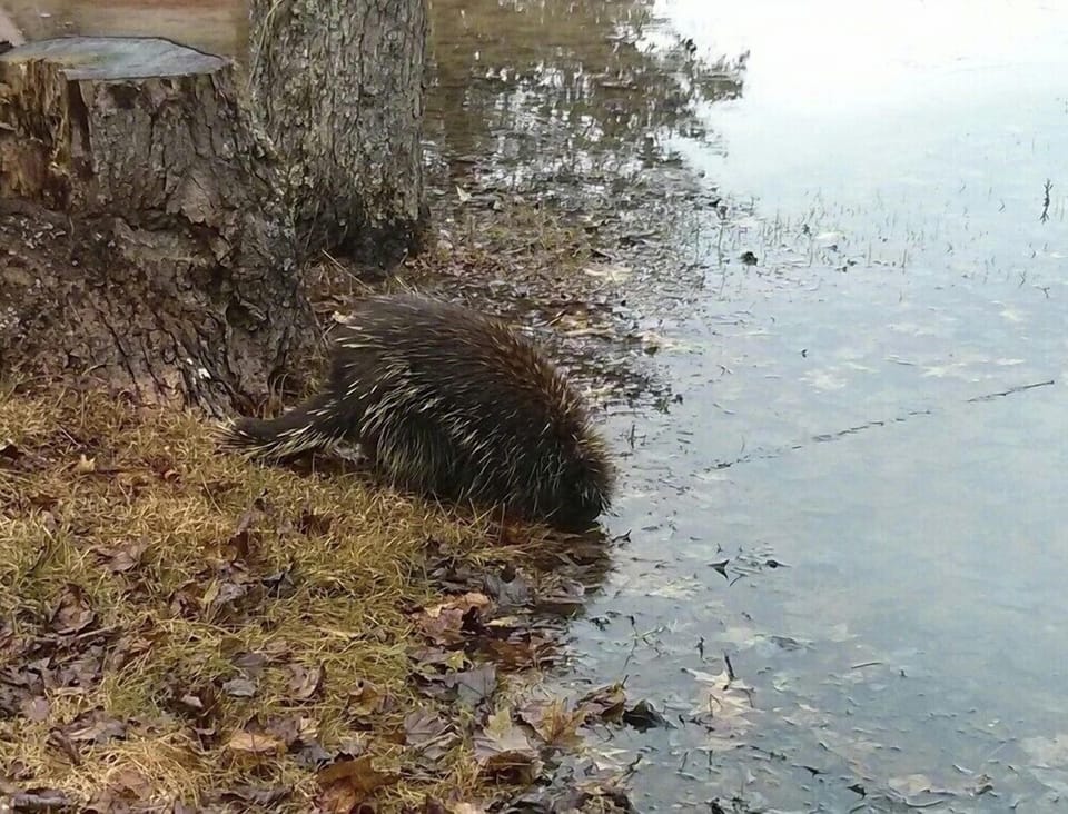 Local wildlife