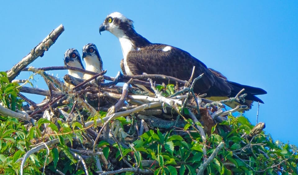 Osprey in nest, in the neighborhood osprey nest