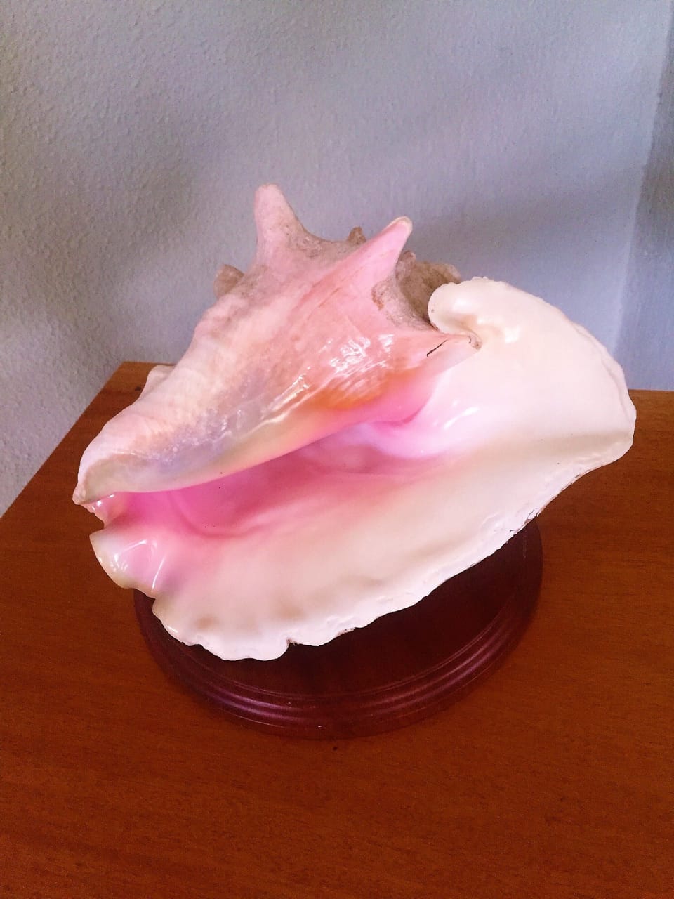 Conch Shell in Living Room