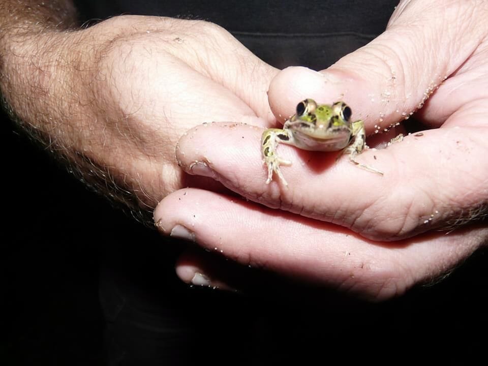 Frog catching is an art