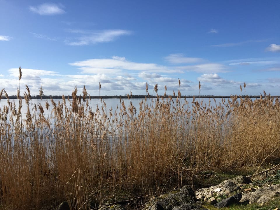 Down by the riverbank, well estuary bank.