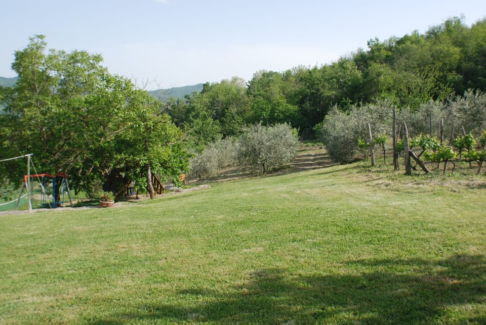 right side of the villa - olive trees and grape trees