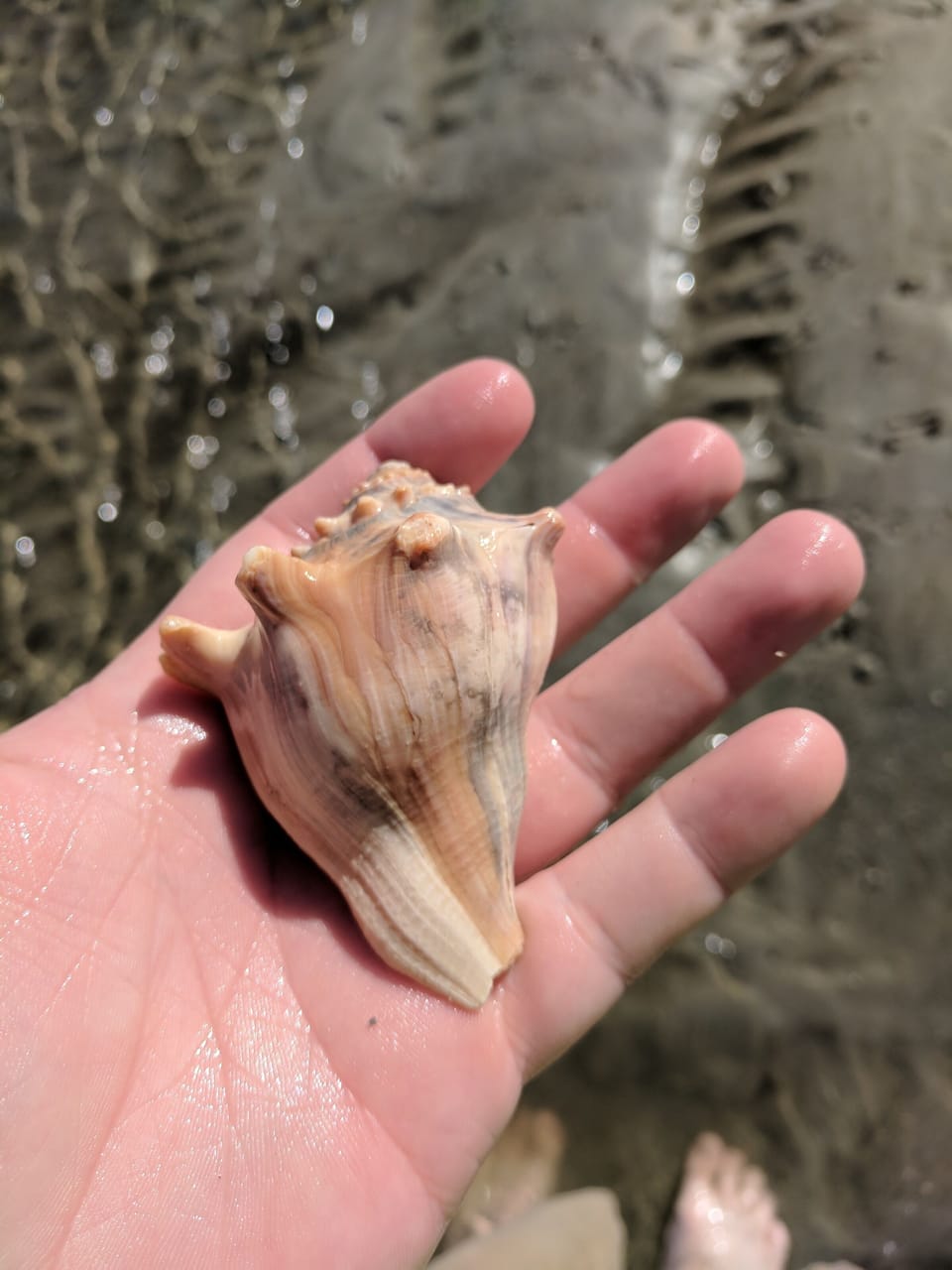 Shell found on beach by a guest