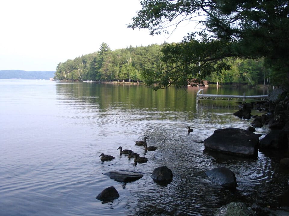 Ducks passing by