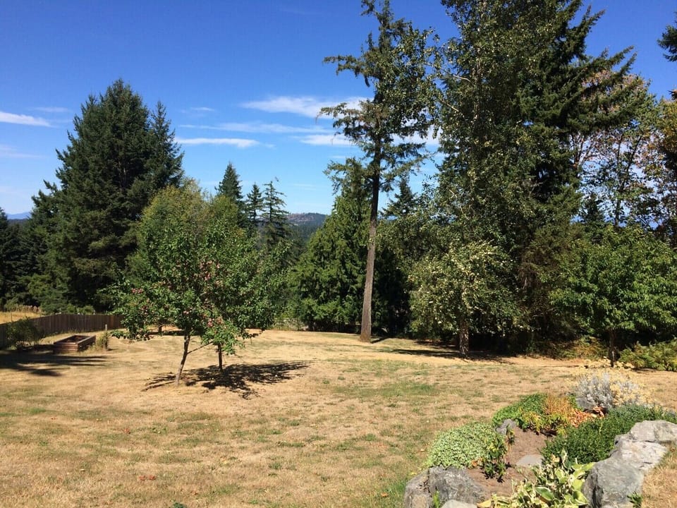 Sun Bleached Back Yard